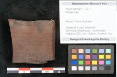 Foto (Objekt + Etikett) von Plantae indet.  (NHMW-GEO-2024-0188-10477)